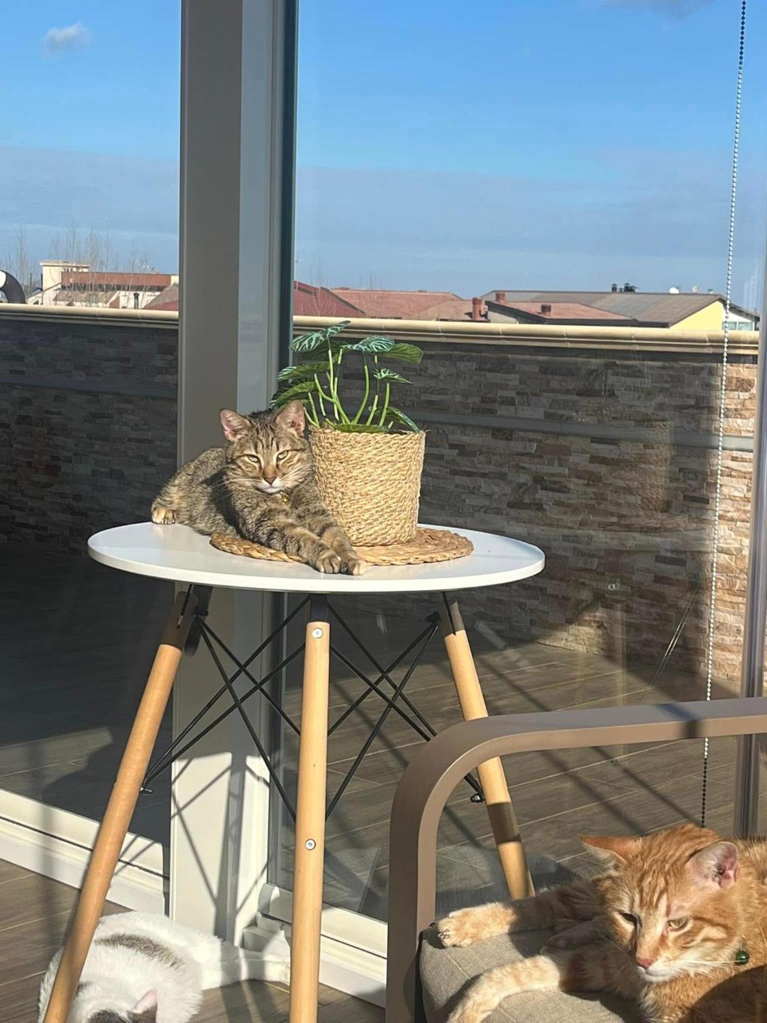 B&B La Terrazza Polifrone Cotronei Ngoại thất bức ảnh